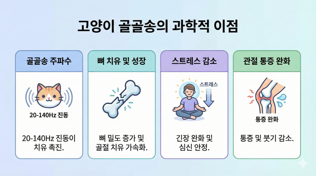 고양이 골골송! 그냥 귀여운 게 아닙니다, 골골송이 뼈를 다시 붙인다고요? 3 고양이 골골송의 효능, 골밀도 증가와 관절염 완화 효과 분석